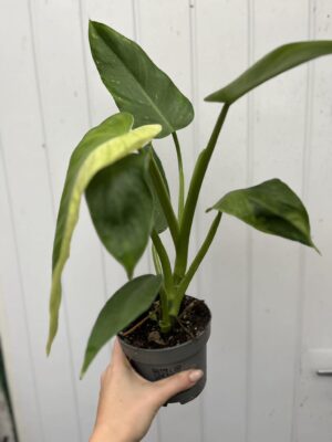 Philodendron Jose Buono