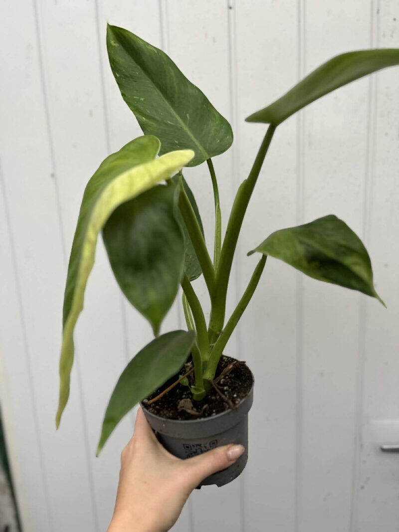 Philodendron Jose Buono