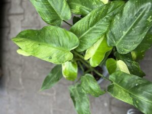 Philodendron Jose Buono