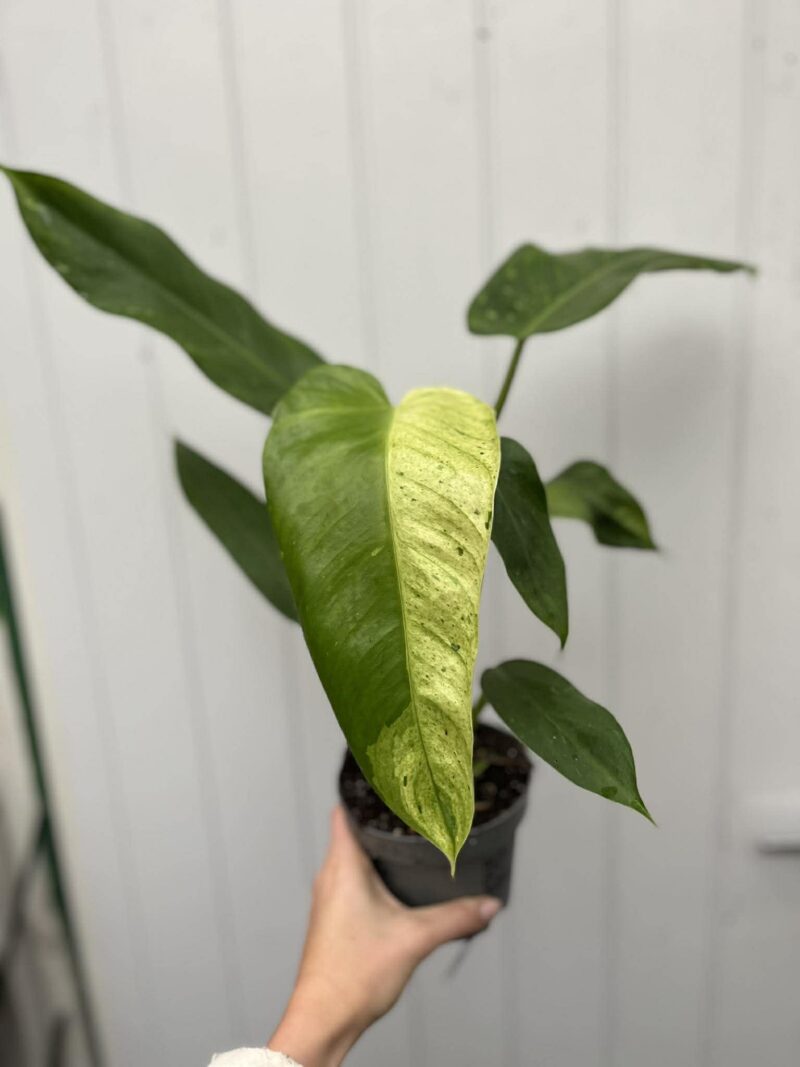 Philodendron Jose Buono