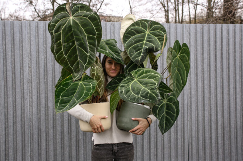 Anthurium Crystallinum