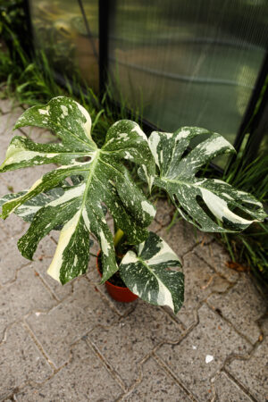 Monstera Thai Constellation