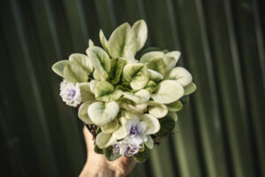 Saintpaulia ‘Fiołek afrykański’ – kolekcjonerskie sztuki