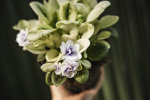 Saintpaulia ‘Fiołek afrykański’ – kolekcjonerskie sztuki