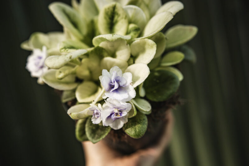 Saintpaulia ‘Fiołek afrykański’ – kolekcjonerskie sztuki