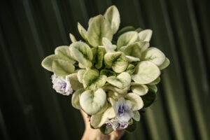 Saintpaulia ‘Fiołek afrykański’ – kolekcjonerskie sztuki