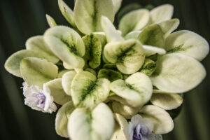 Saintpaulia ‘Fiołek afrykański’ – kolekcjonerskie sztuki