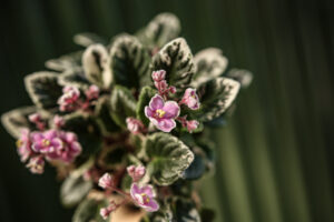 Saintpaulia ‘Fiołek afrykański’ – kolekcjonerskie sztuki