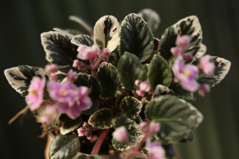 Saintpaulia ‘Fiołek afrykański’ – kolekcjonerskie sztuki