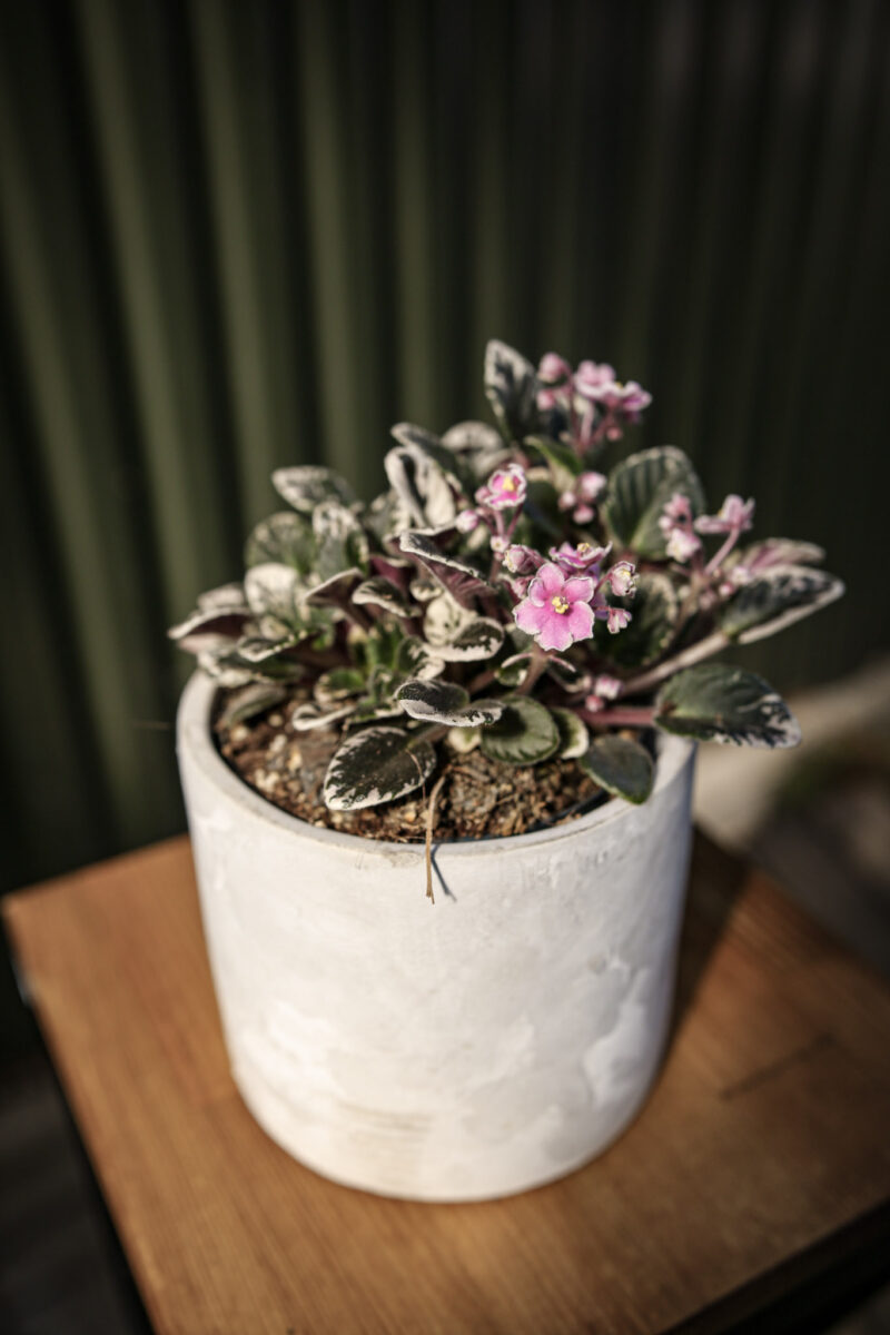 Saintpaulia ‘Fiołek afrykański’ – kolekcjonerskie sztuki