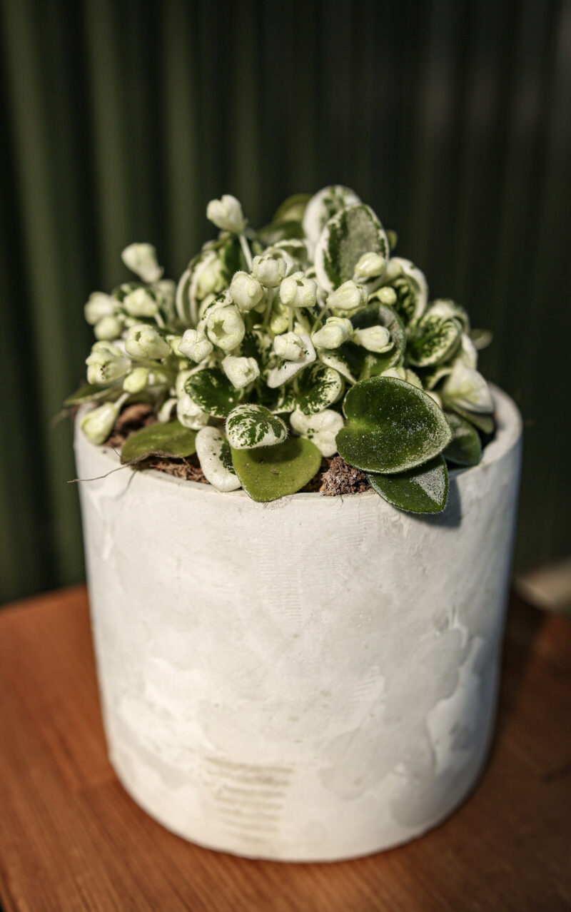 Saintpaulia ‘Fiołek afrykański’ – kolekcjonerskie sztuki