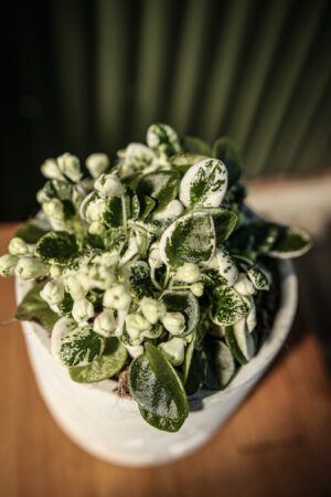 Saintpaulia ‘Fiołek afrykański’ – kolekcjonerskie sztuki