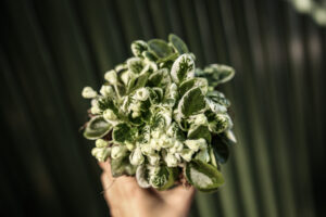 Saintpaulia ‘Fiołek afrykański’ – kolekcjonerskie sztuki