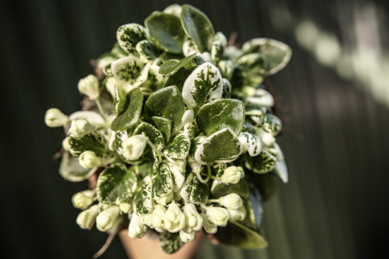 Saintpaulia ‘Fiołek afrykański’ – kolekcjonerskie sztuki