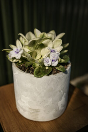 Saintpaulia ‘Fiołek afrykański’ – kolekcjonerskie sztuki