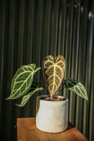 Anthurium Crystallinum