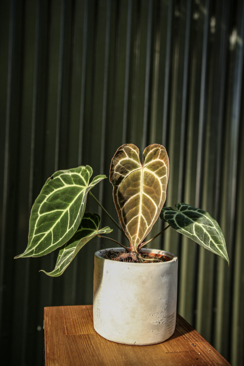 Anthurium Crystallinum
