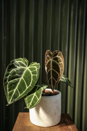 Anthurium Crystallinum