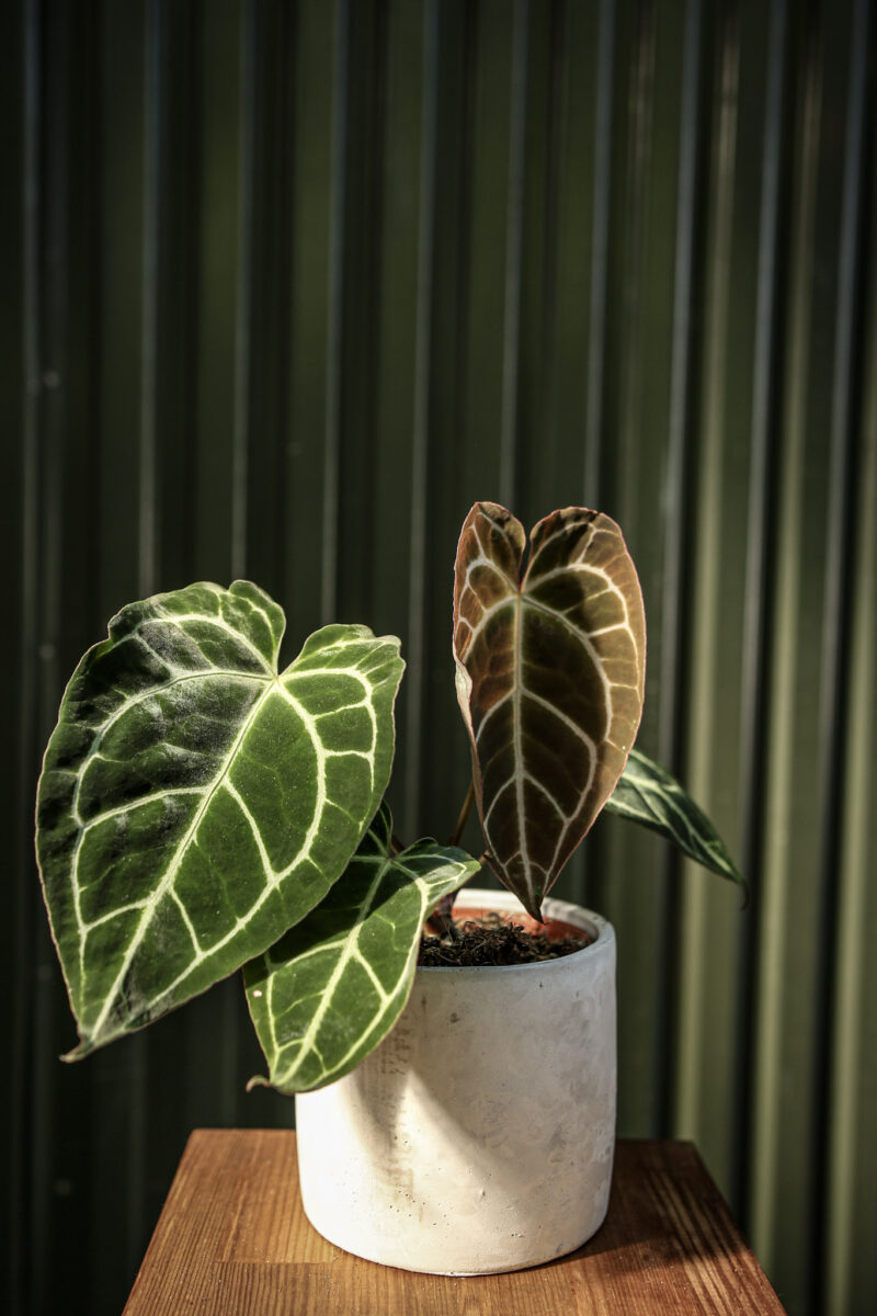 Anthurium Crystallinum