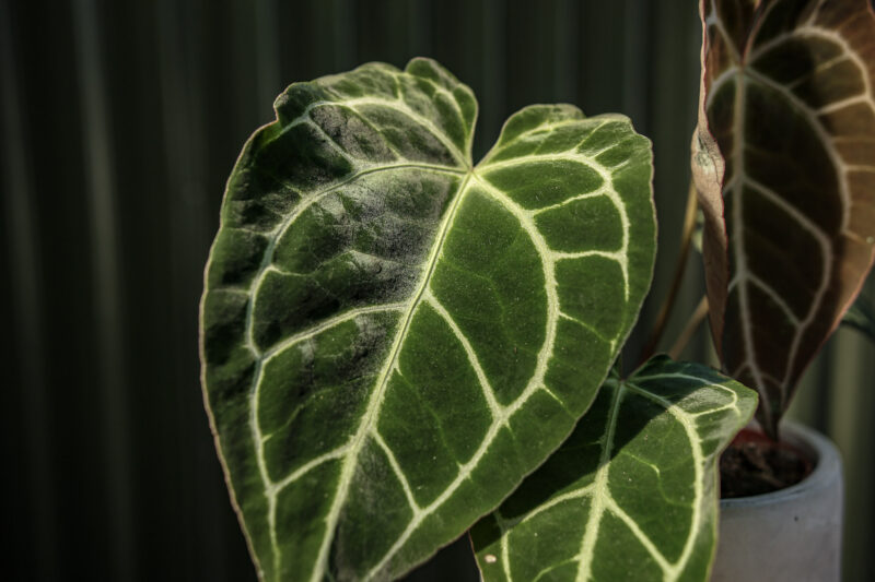 Anthurium Crystallinum