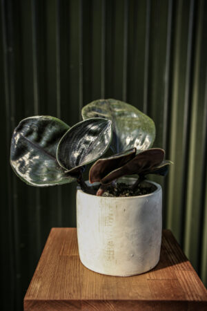 Geogenanthus ciliatus midnight pearl