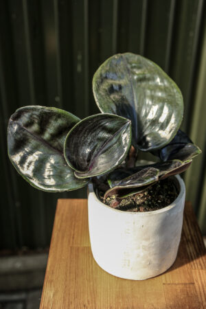 Geogenanthus ciliatus midnight pearl