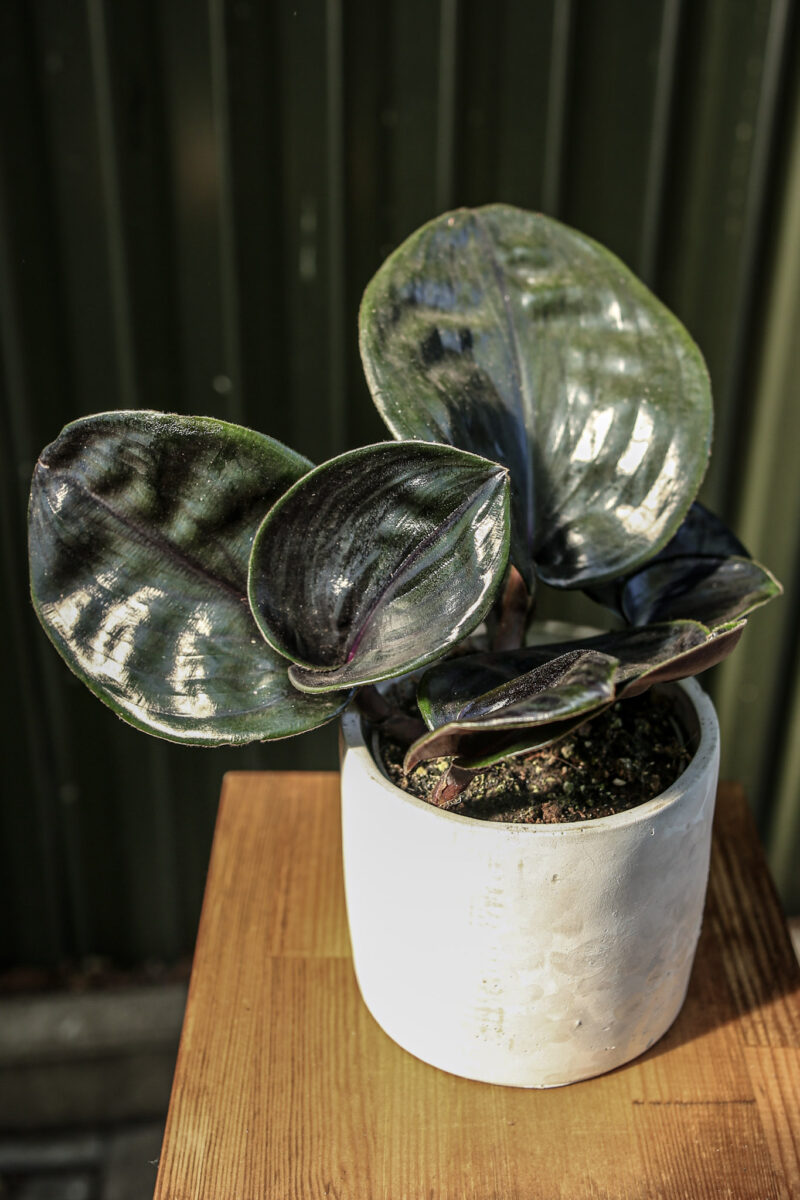 Geogenanthus ciliatus midnight pearl Geogenanthus ciliatus midnight pearl