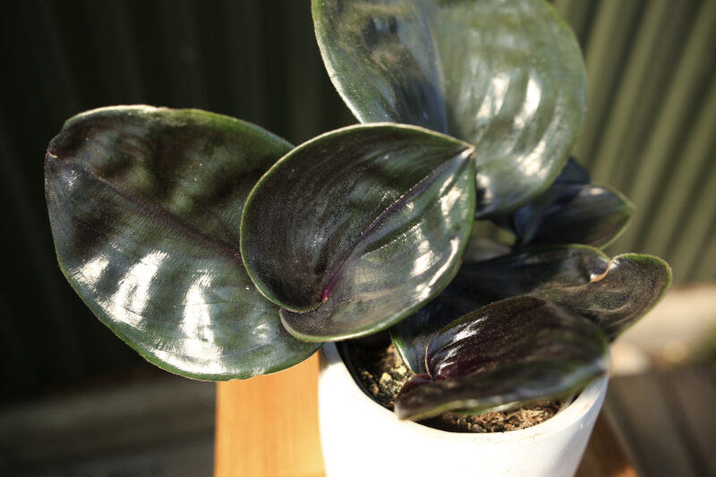 Geogenanthus ciliatus midnight pearl