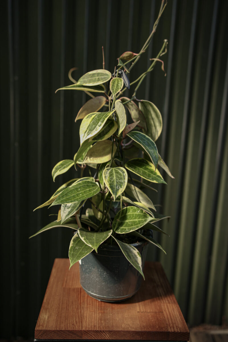 Hoya macrophylla ‘albomarginata’