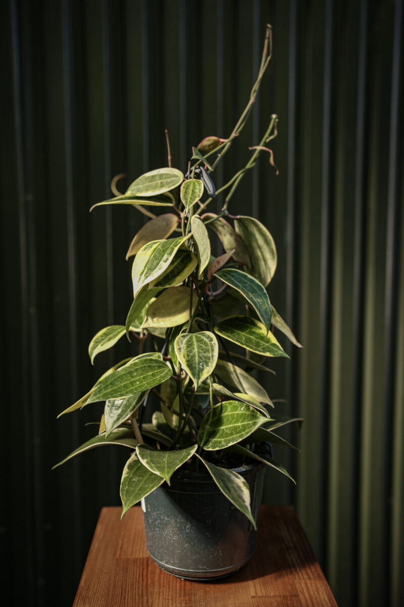 Hoya macrophylla ‘albomarginata’