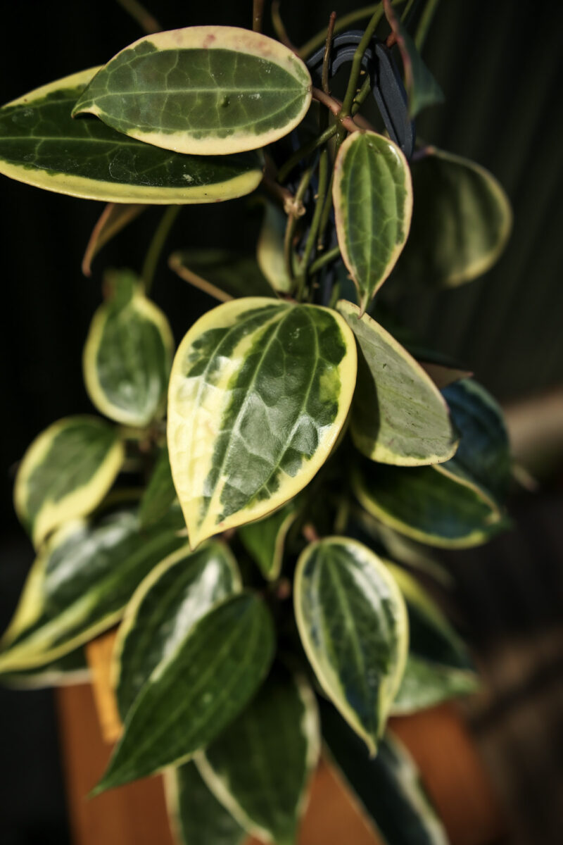 Hoya macrophylla ‘albomarginata’