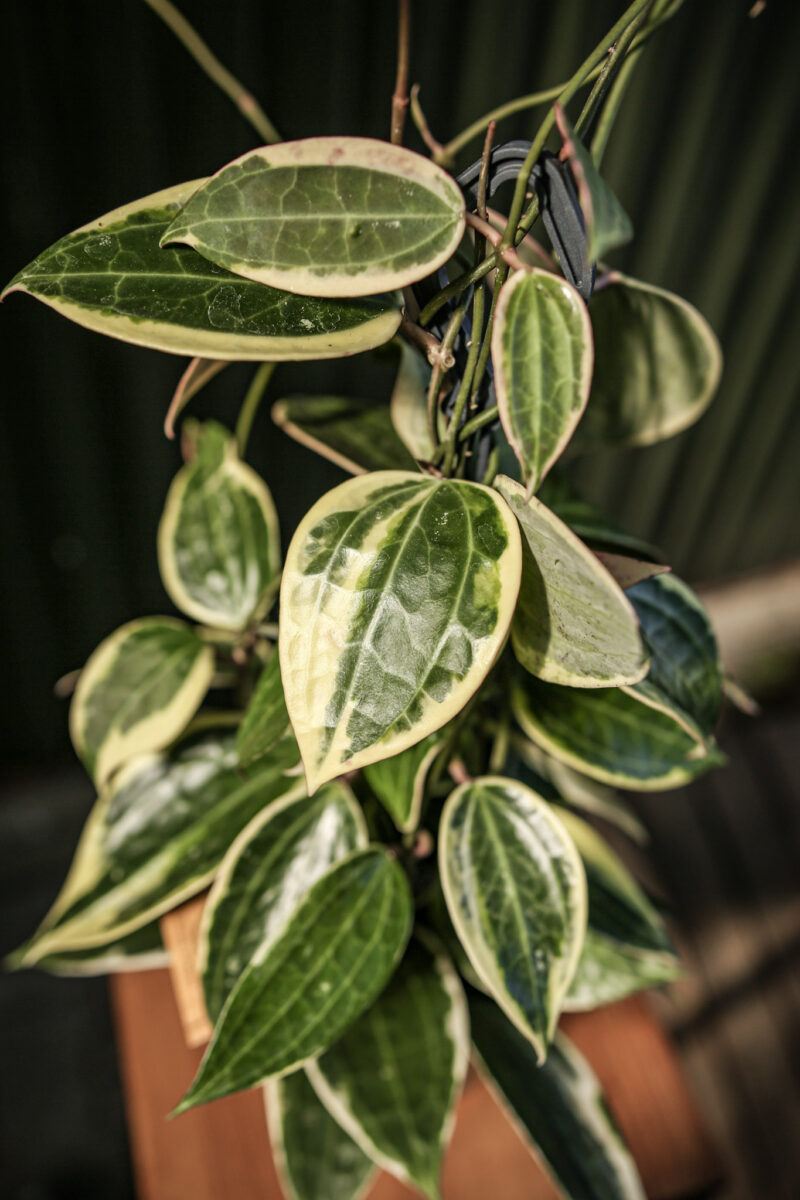 Hoya macrophylla ‘albomarginata’