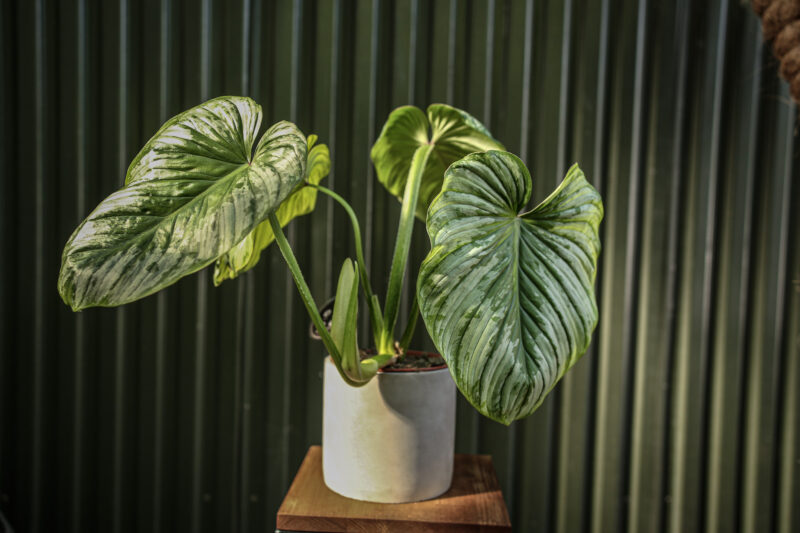 Philodendron Mamei