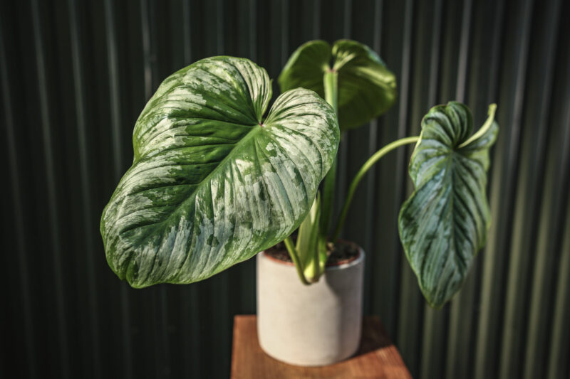 Philodendron Mamei