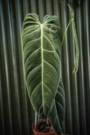 Philodendron Melanochrysum