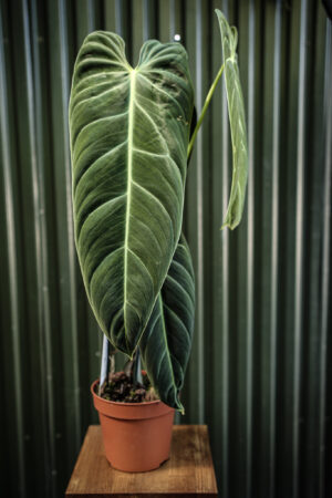 Philodendron Melanochrysum