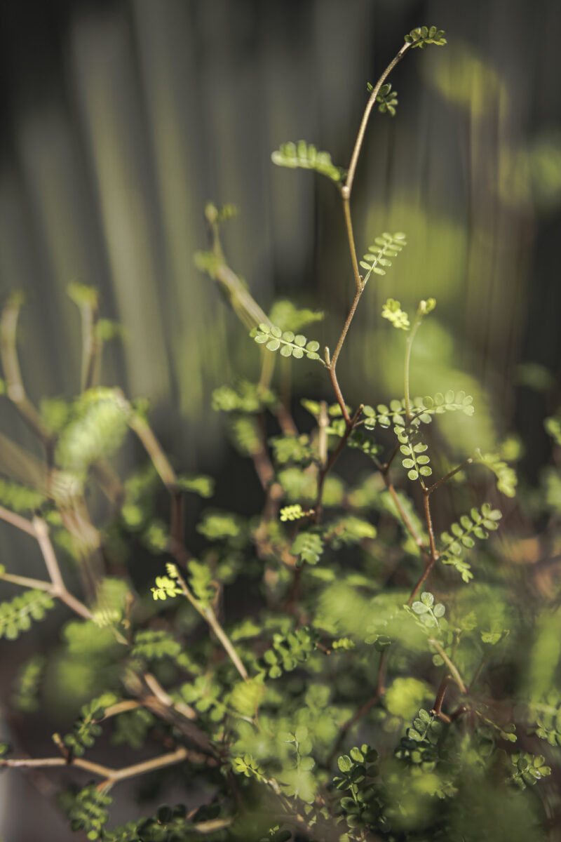 Sophora prostrata ‘Little Baby’