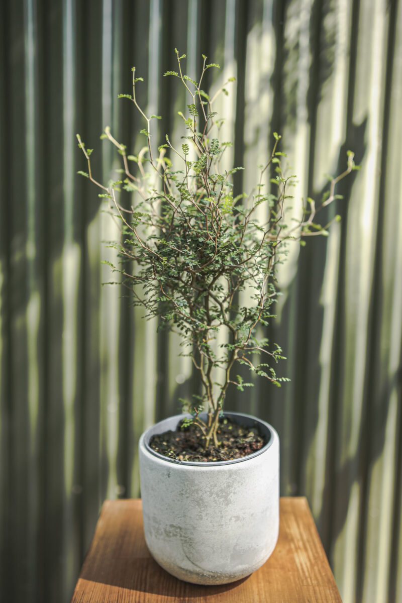 Sophora prostrata ‘Little Baby’