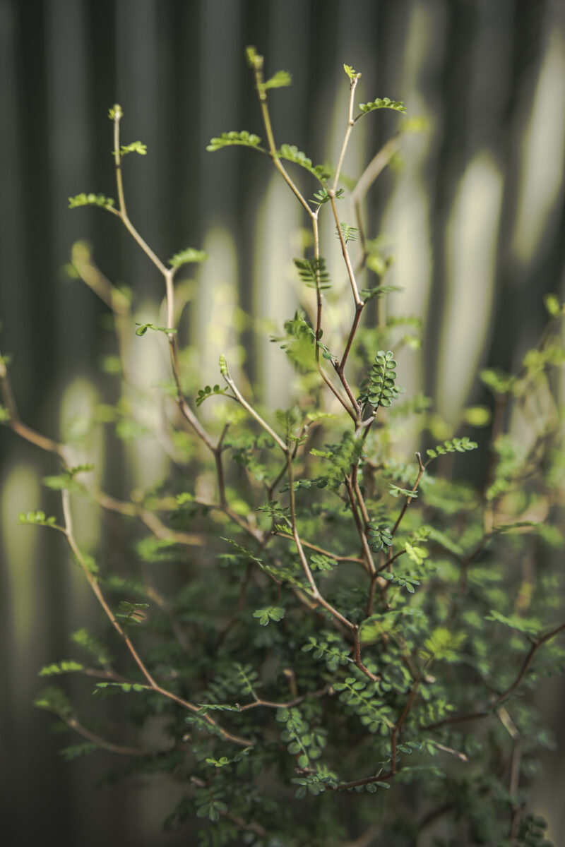 Sophora prostrata ‘Little Baby’