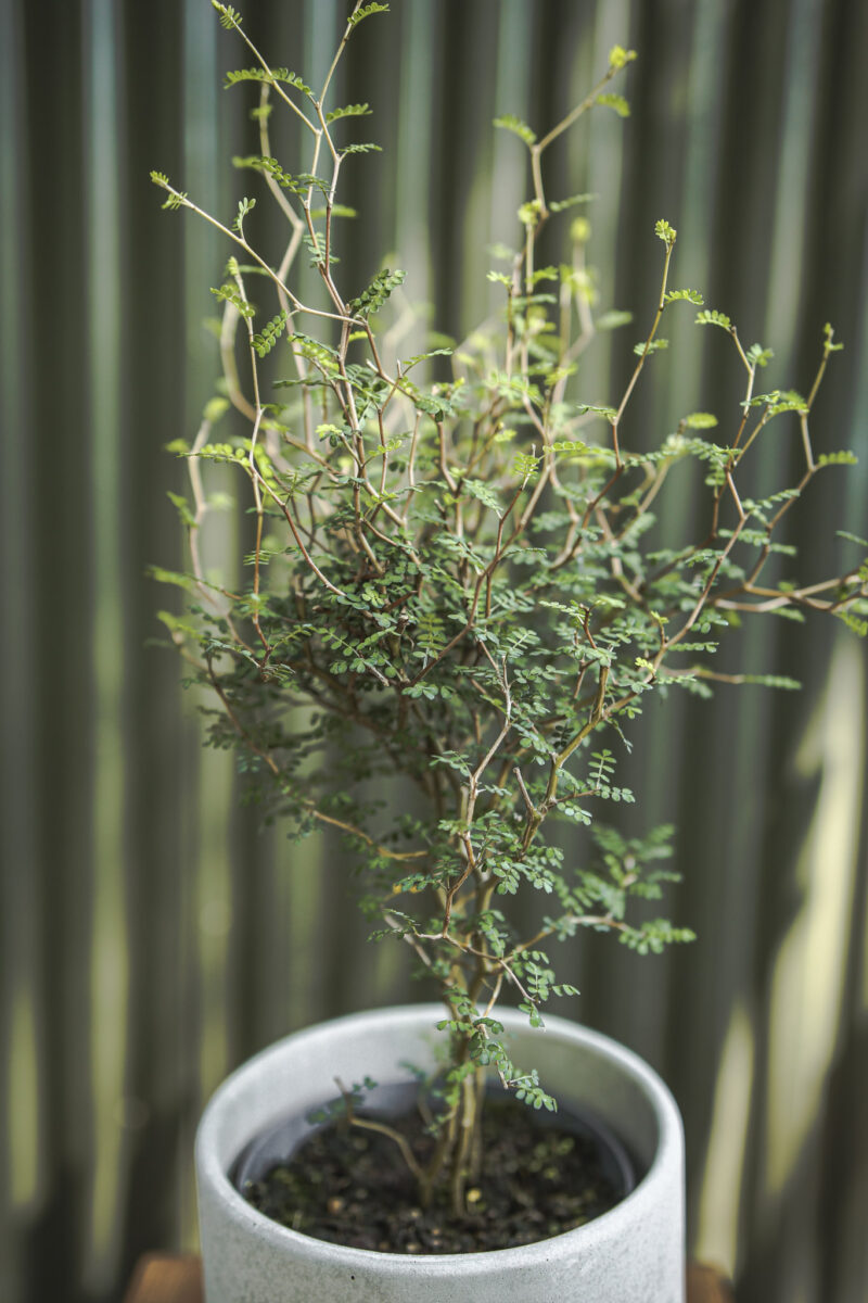 Sophora prostrata ‘Little Baby’