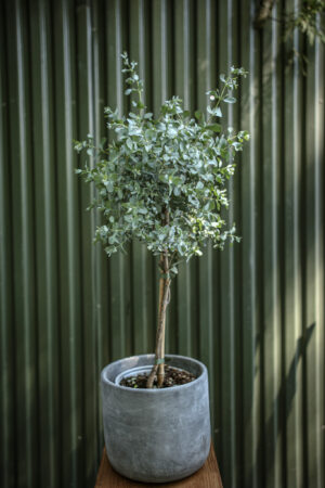 Eukaliptus Gunnii na pniu