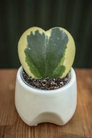 Hoya Kerri Variegata