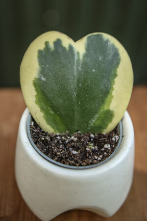 Hoya Kerri Variegata