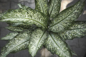 dieffenbachia tiki