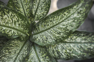 dieffenbachia tiki