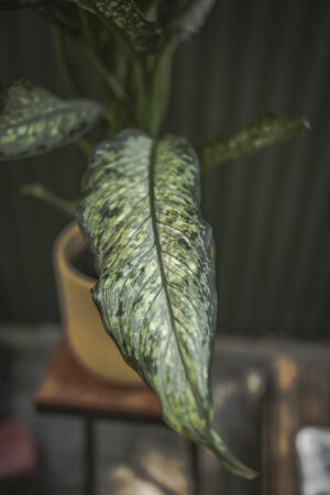 dieffenbachia tiki