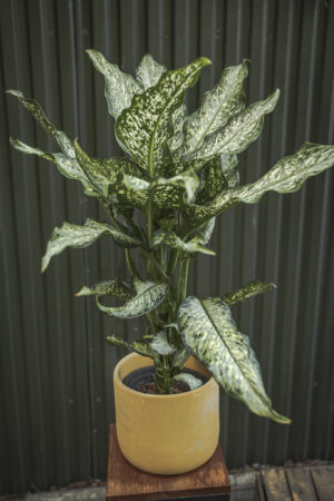 dieffenbachia tiki