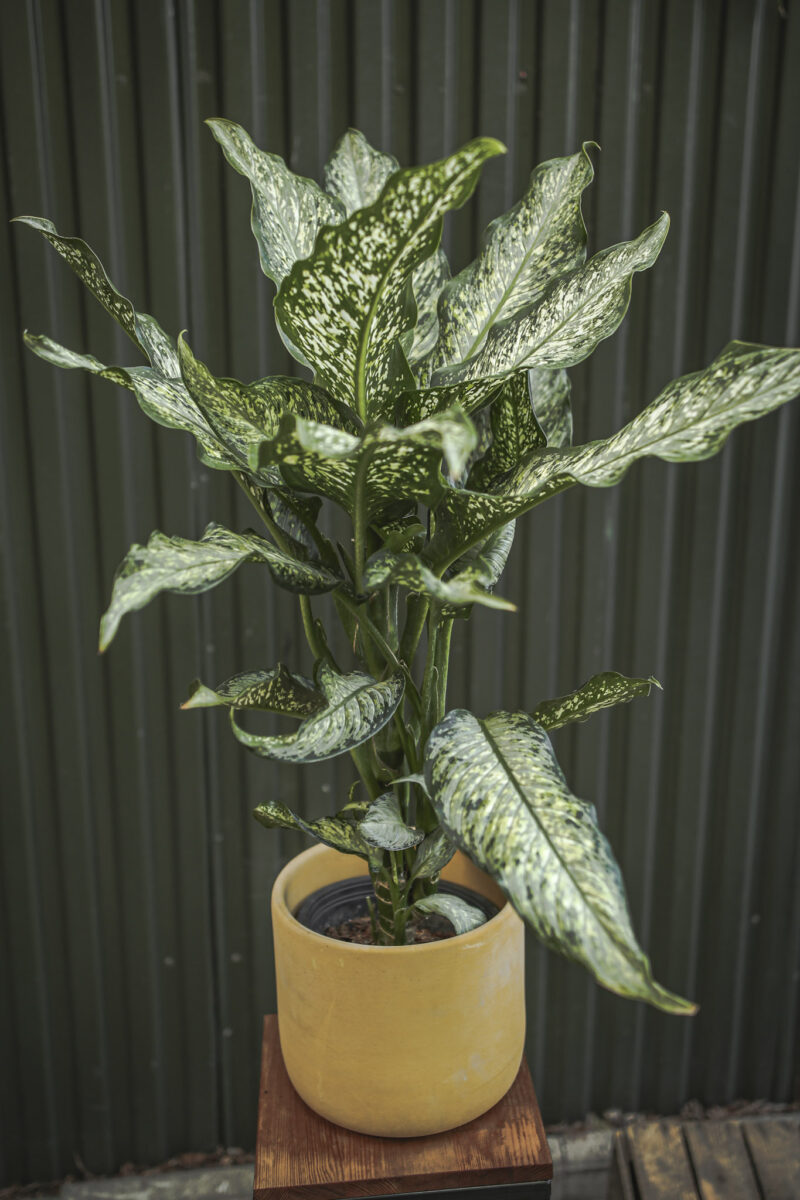 dieffenbachia tiki