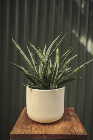 Sansevieria Comet Rocky Mountains
