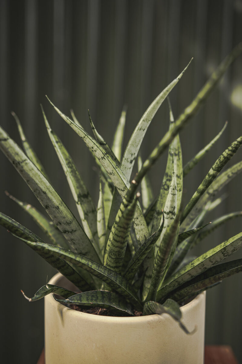 Sansevieria Comet Rocky Mountains